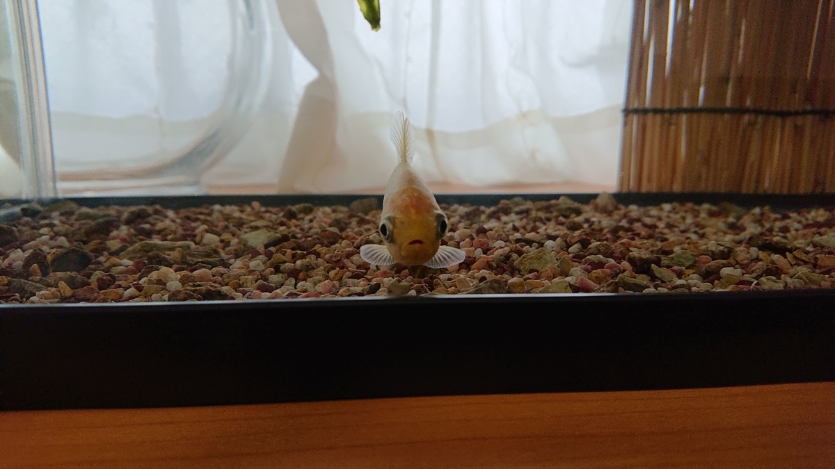 f:id:funaosarasa:20191211165351j:plain f:id:funaosarasa:20191211165351j:plain