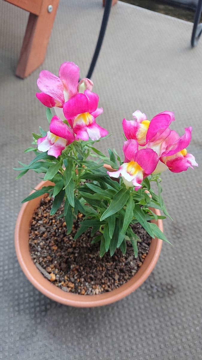 f:id:funaosarasa:20191221163749j:plain