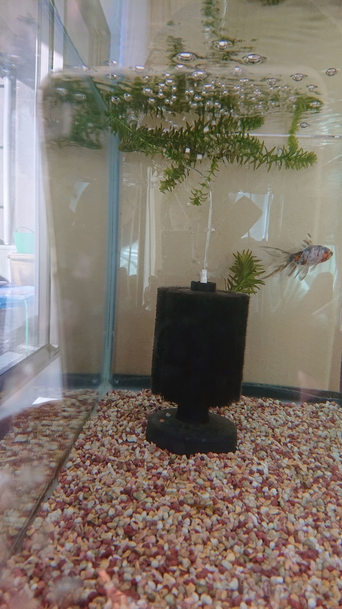 f:id:funaosarasa:20191223165025j:plain