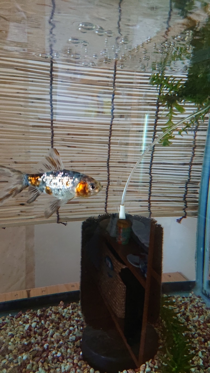 f:id:funaosarasa:20191223165048j:plain