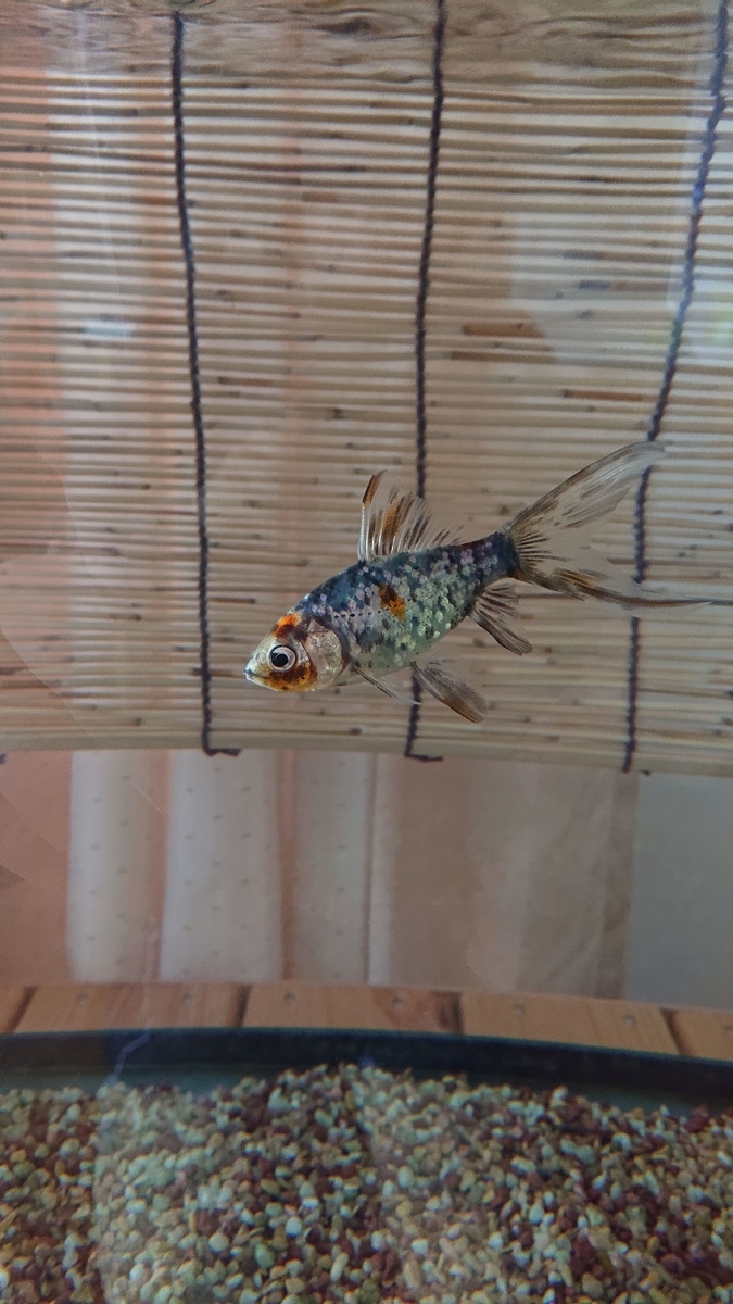 f:id:funaosarasa:20191223165103j:plain
