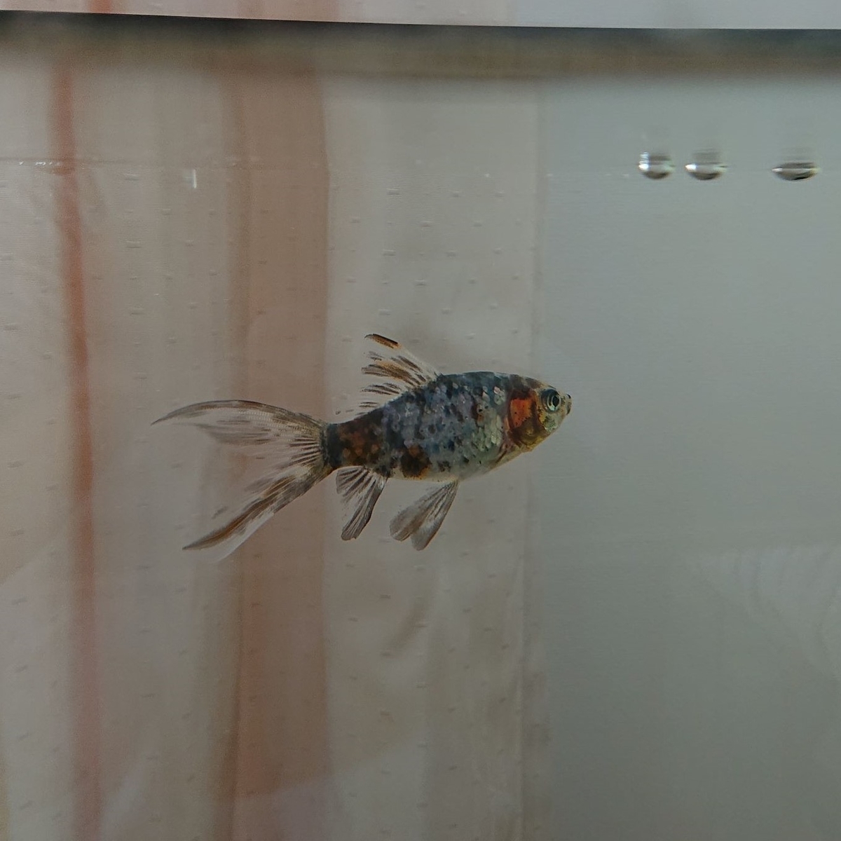 f:id:funaosarasa:20191223165138j:plain