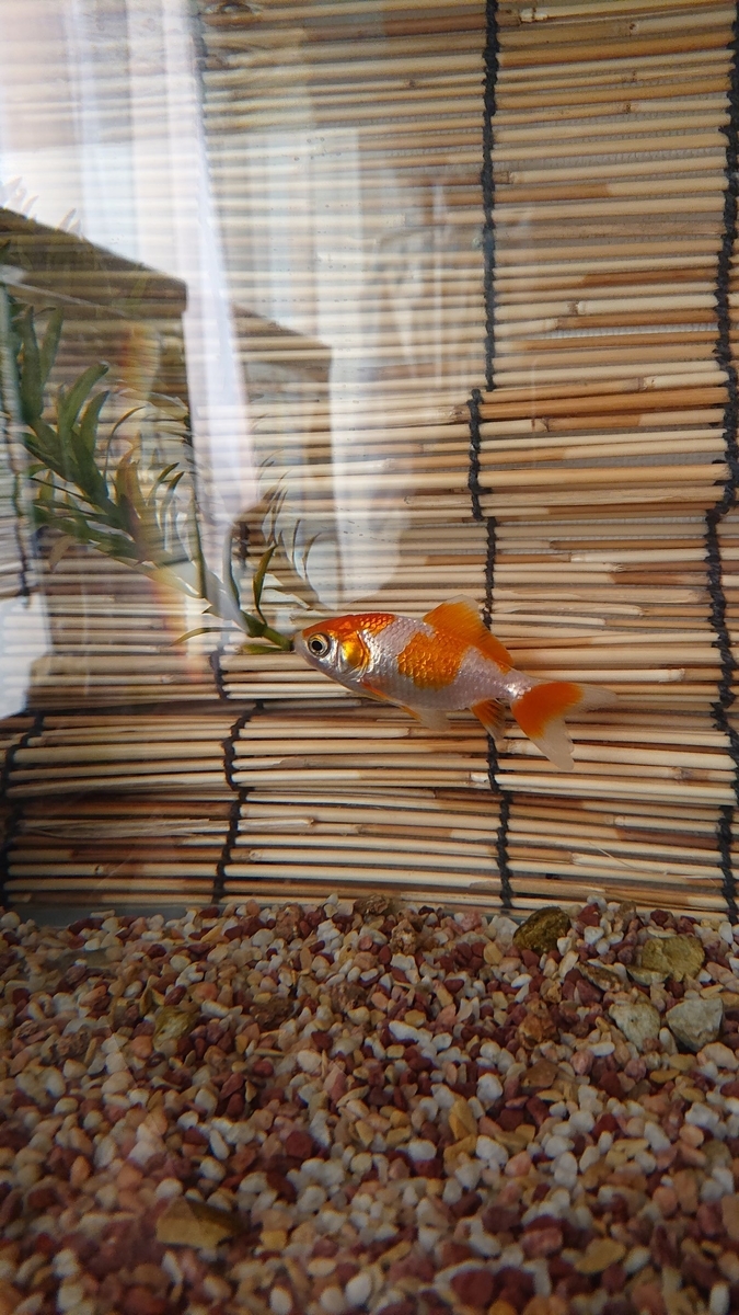 金魚は不具合を見せない すくい金魚 金魚は不具合を見せない すくい金魚