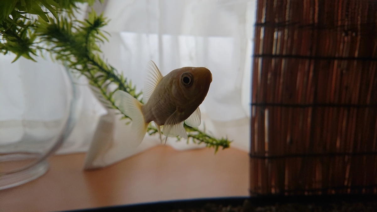 金魚 エサ少なくて長生き すくい金魚