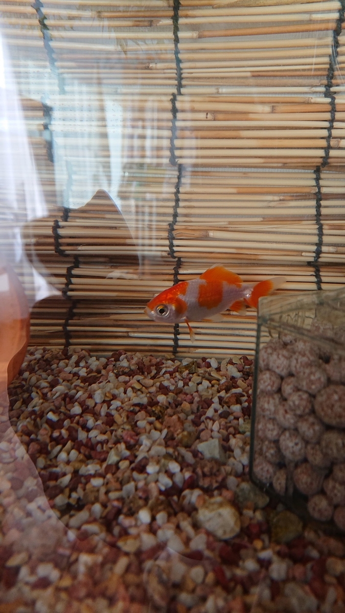 f:id:funaosarasa:20200115223522j:plain f:id:funaosarasa:20200115223522j:plain