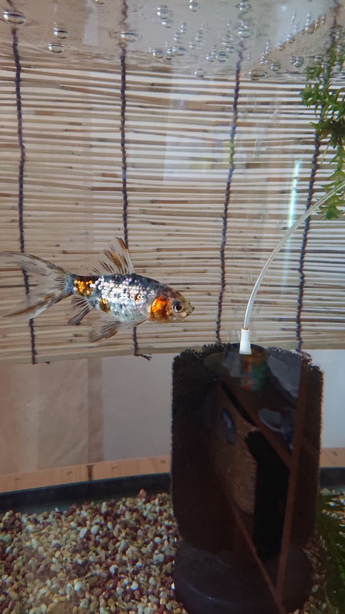 f:id:funaosarasa:20200116174252j:plain f:id:funaosarasa:20200116174252j:plain