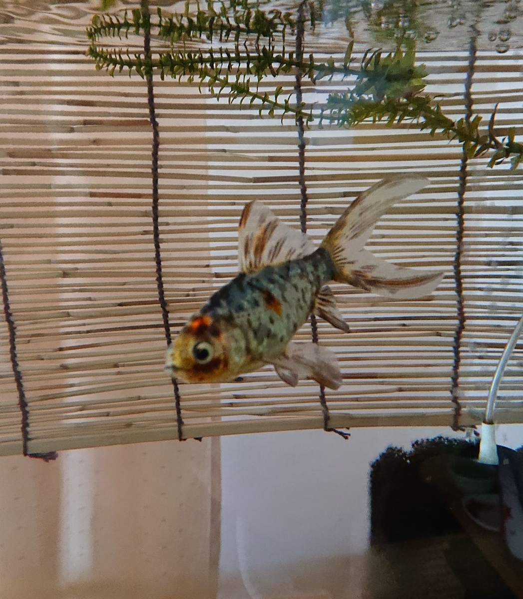 金魚の自然な間食 水草と苔 すくい金魚