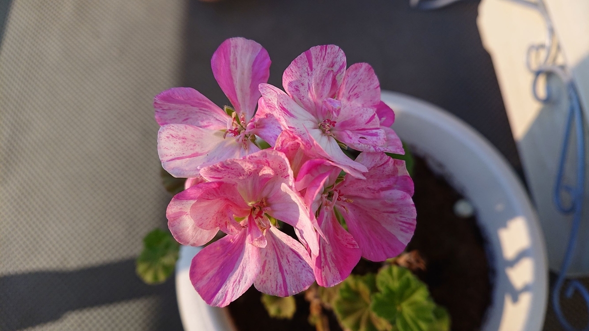 f:id:funaosarasa:20200122153651j:plain f:id:funaosarasa:20200122153651j:plain