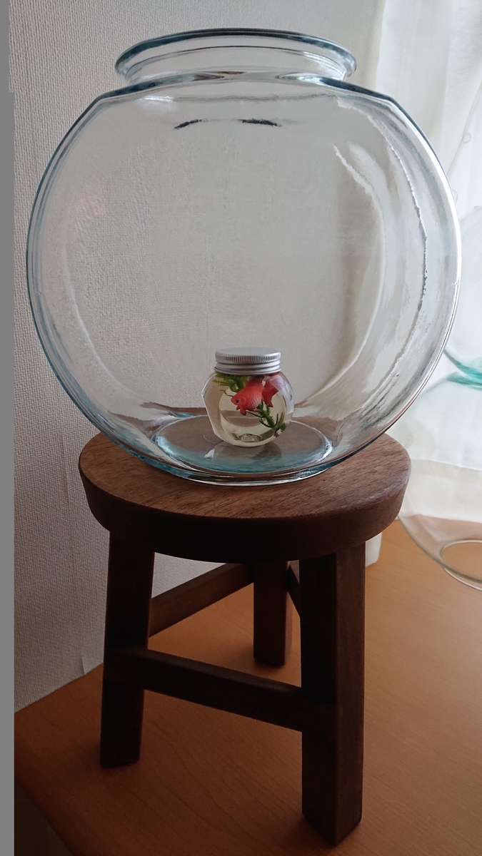 どんぶり金魚から始めることも すくい金魚
