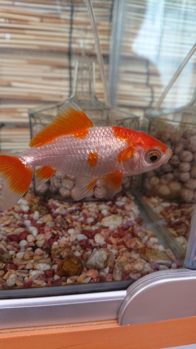 f:id:funaosarasa:20200128150142j:plain f:id:funaosarasa:20200128150142j:plain