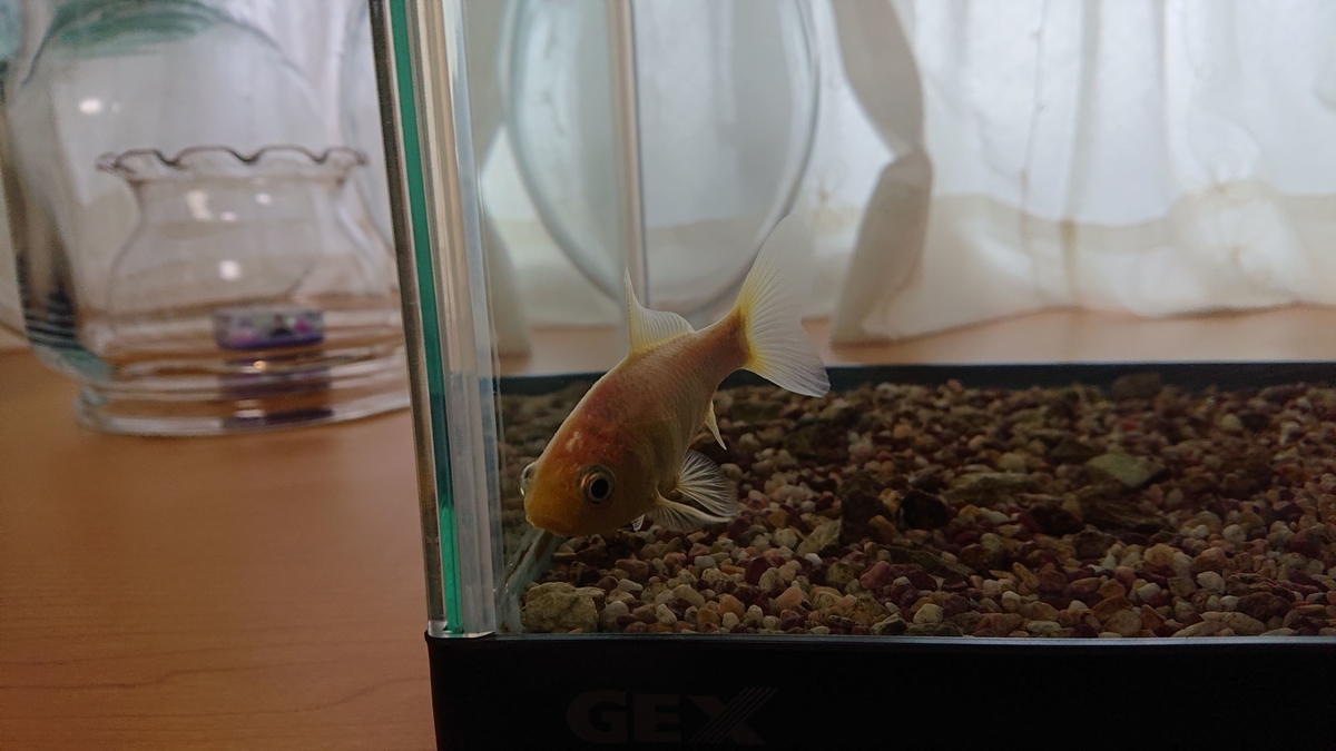 f:id:funaosarasa:20200128150200j:plain f:id:funaosarasa:20200128150200j:plain
