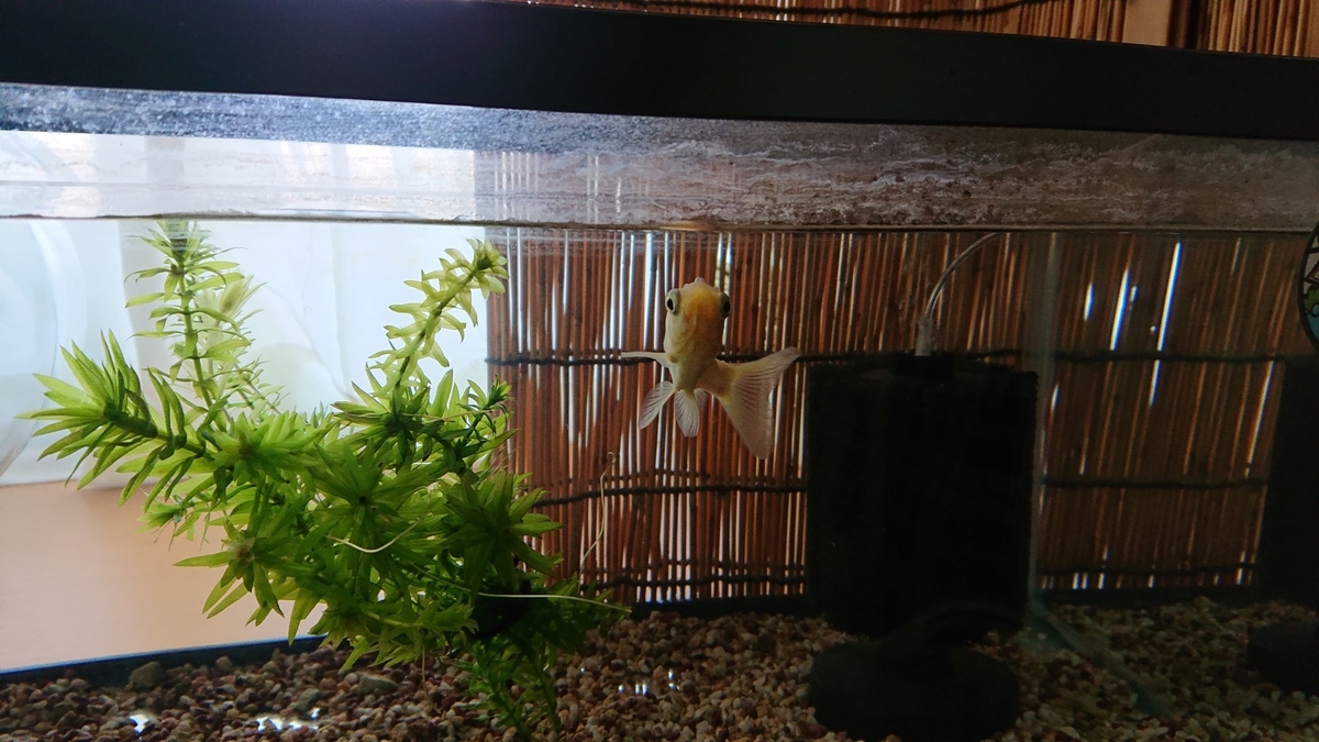 水換えの少ない水槽 すくい金魚