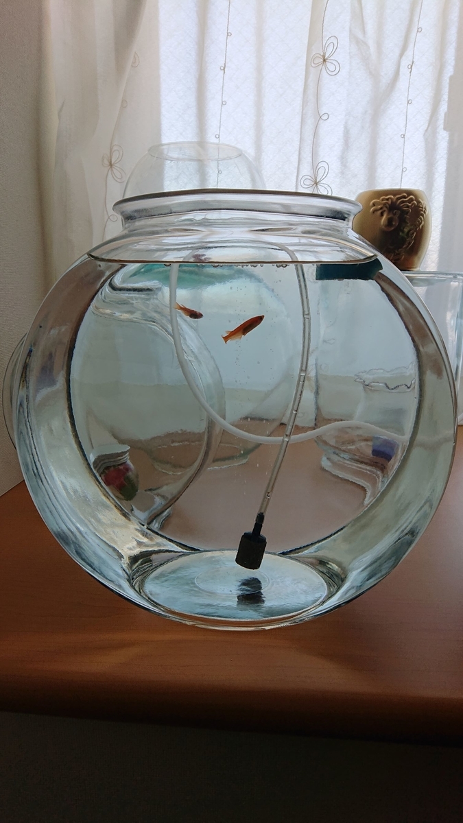 f:id:funaosarasa:20200211101910j:plain f:id:funaosarasa:20200211101910j:plain