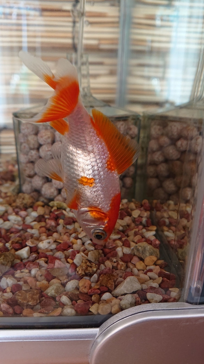 f:id:funaosarasa:20200219105100j:plain f:id:funaosarasa:20200219105100j:plain