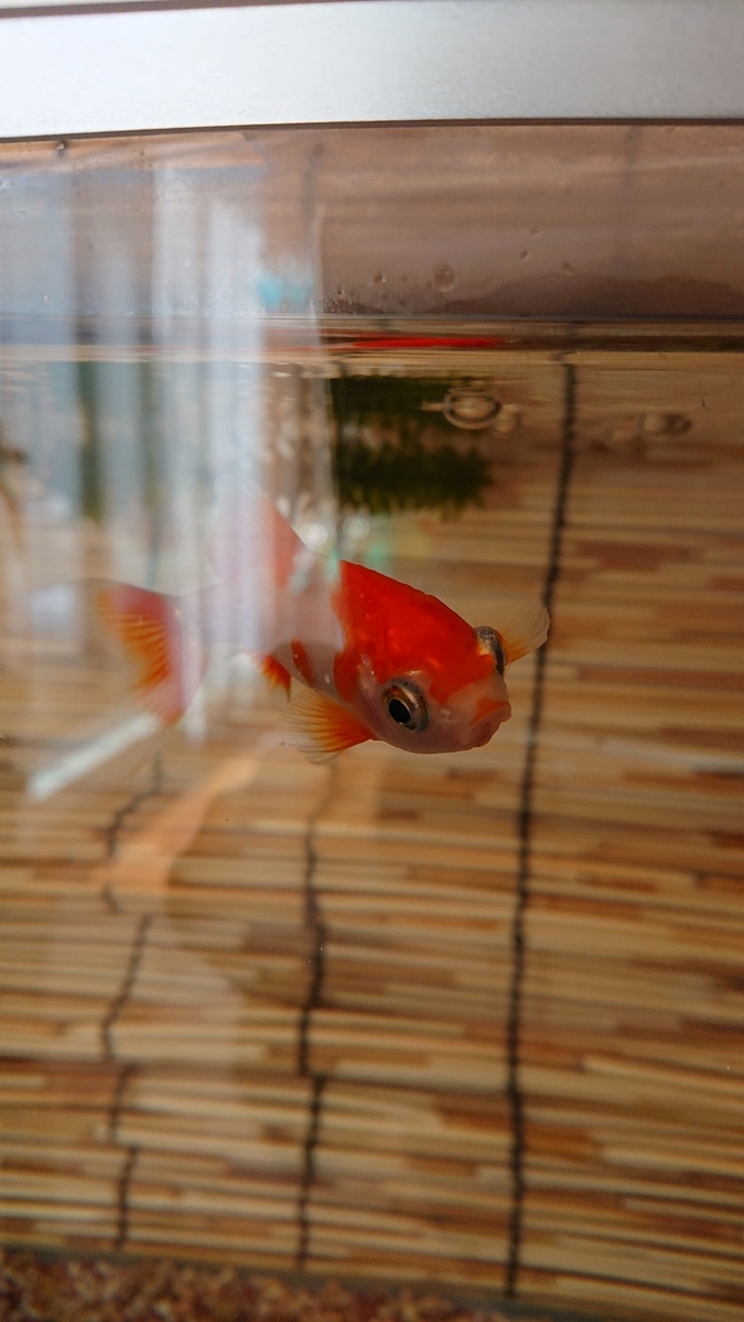 f:id:funaosarasa:20200219105115j:plain f:id:funaosarasa:20200219105115j:plain