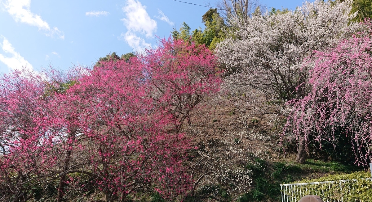 f:id:funaosarasa:20200225201050j:plain