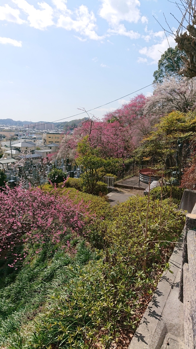 f:id:funaosarasa:20200225201141j:plain