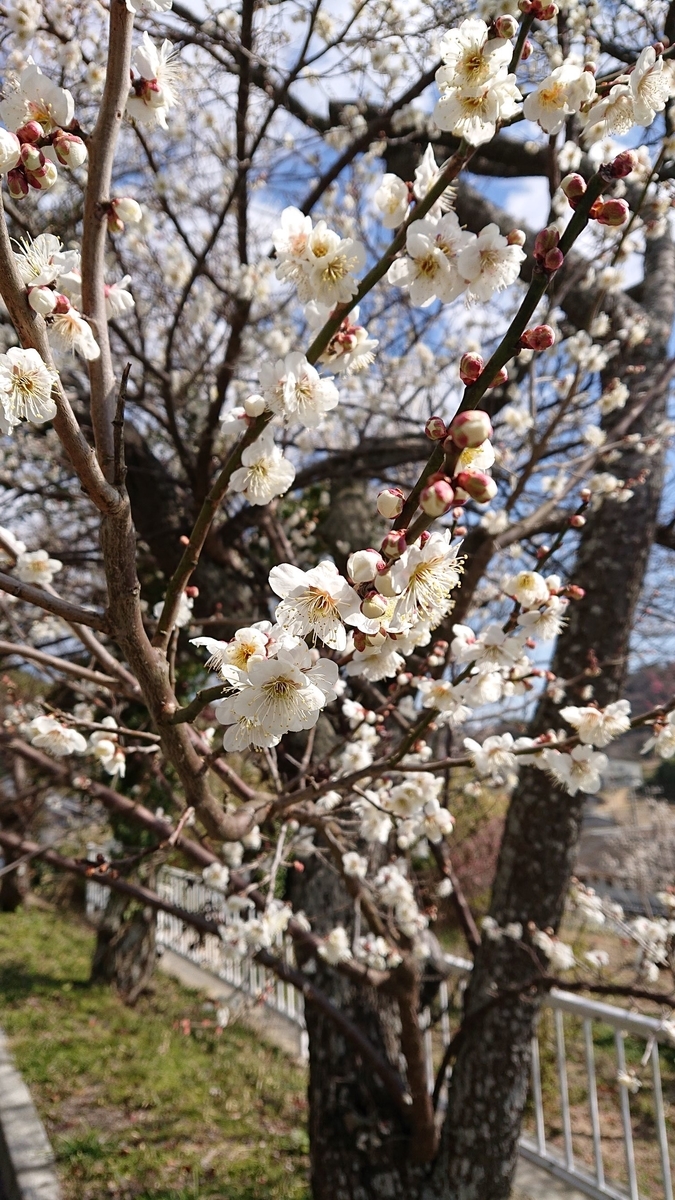 f:id:funaosarasa:20200225201158j:plain