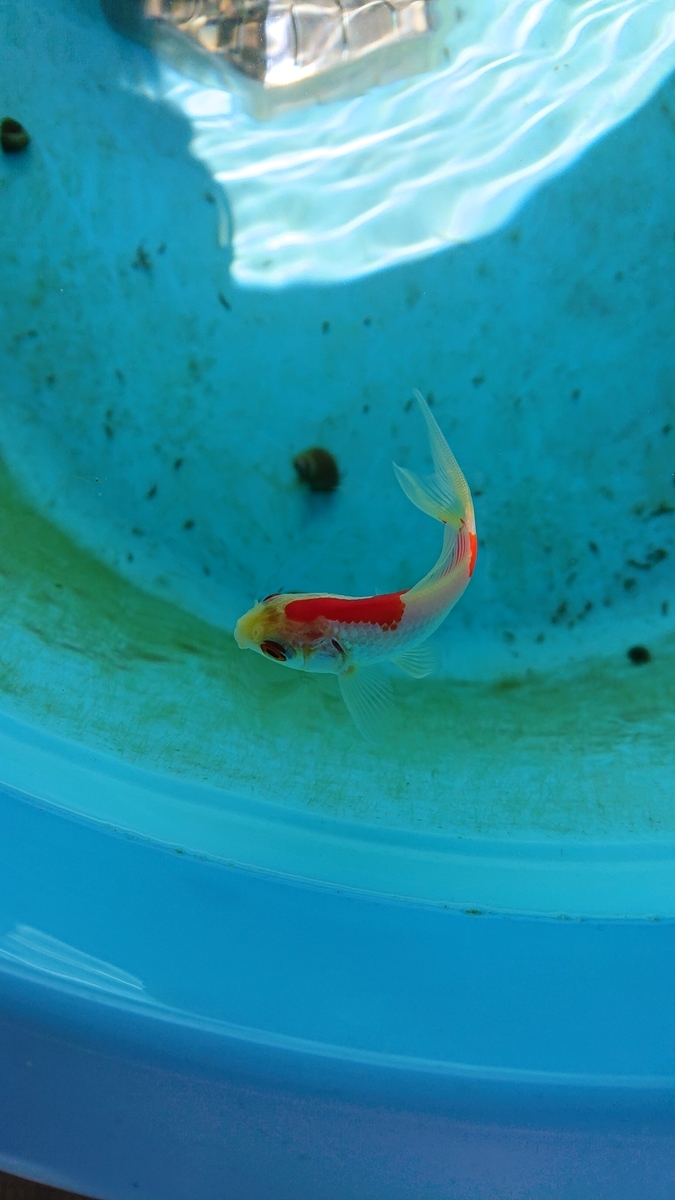 f:id:funaosarasa:20200320162315j:plain f:id:funaosarasa:20200320162315j:plain