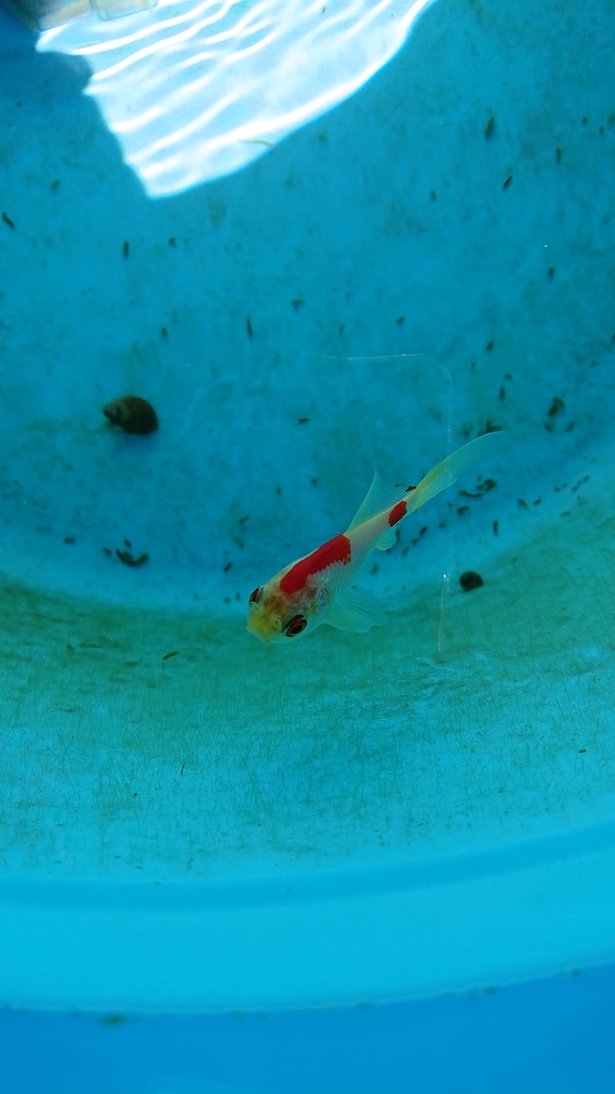 f:id:funaosarasa:20200320162418j:plain f:id:funaosarasa:20200320162418j:plain