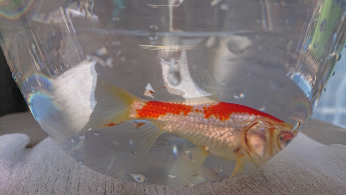f:id:funaosarasa:20200320162607j:plain f:id:funaosarasa:20200320162607j:plain