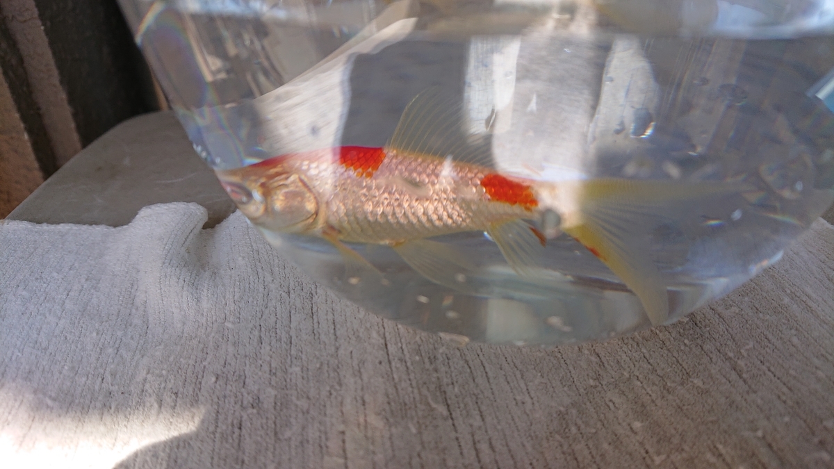 f:id:funaosarasa:20200320162700j:plain f:id:funaosarasa:20200320162700j:plain