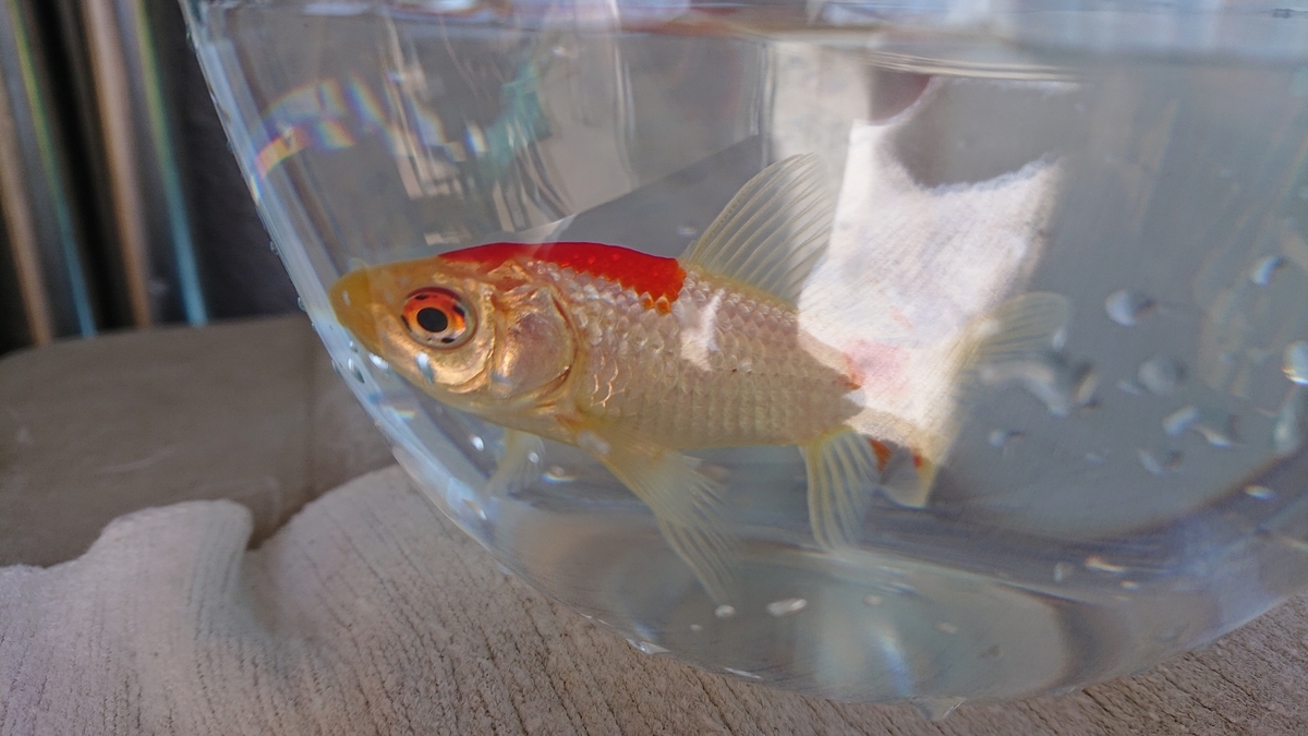 f:id:funaosarasa:20200320162750j:plain f:id:funaosarasa:20200320162750j:plain