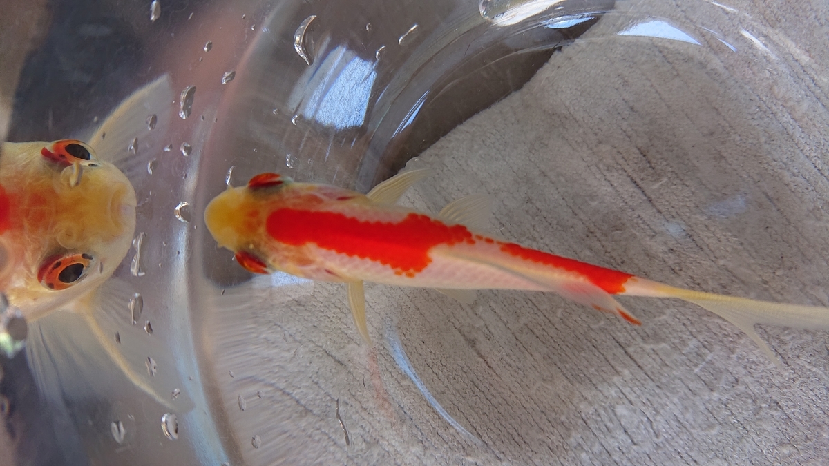 f:id:funaosarasa:20200320163027j:plain f:id:funaosarasa:20200320163027j:plain