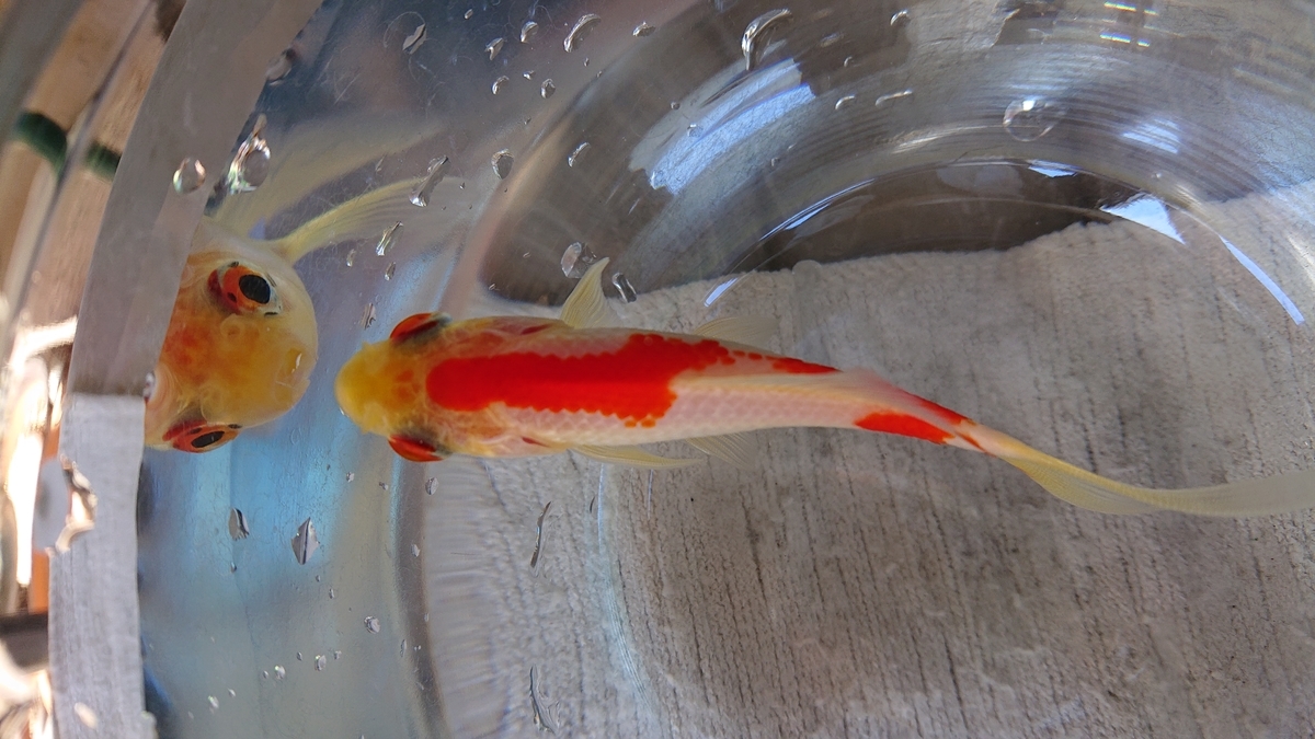 f:id:funaosarasa:20200320163138j:plain f:id:funaosarasa:20200320163138j:plain