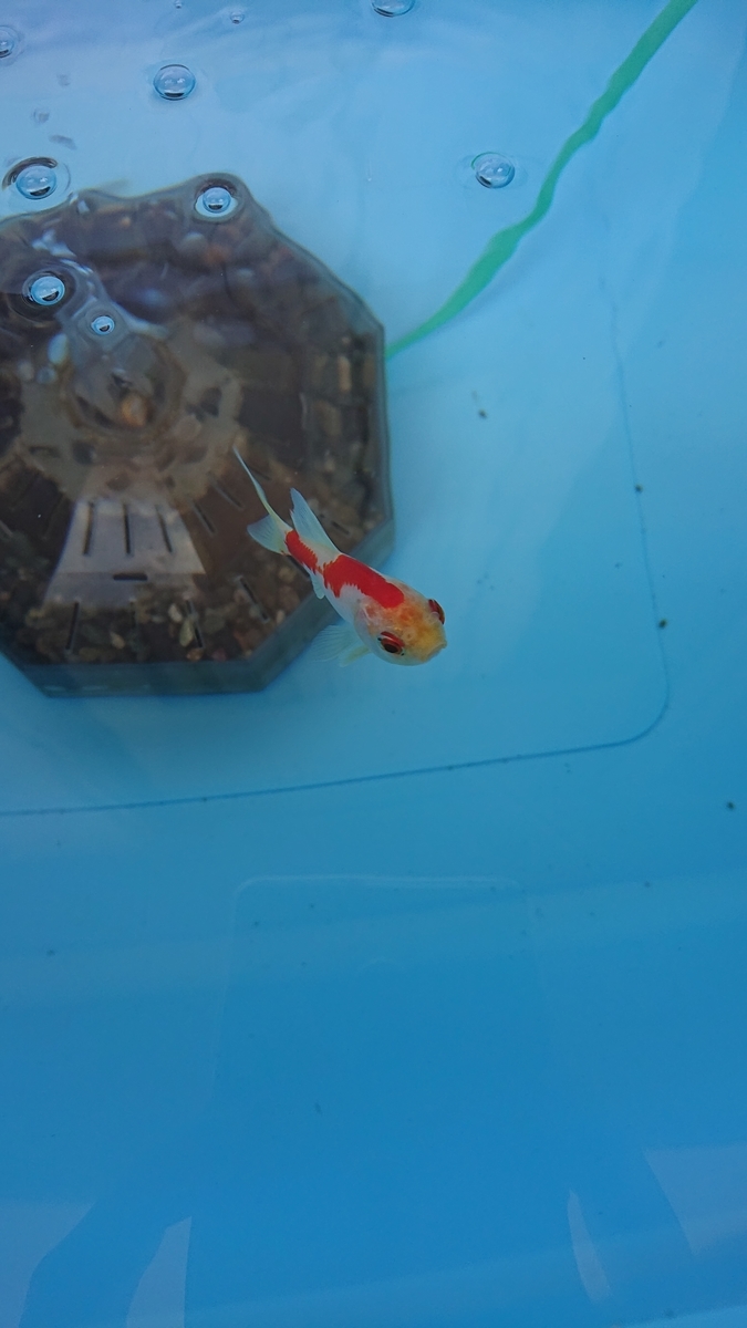 f:id:funaosarasa:20200320163818j:plain f:id:funaosarasa:20200320163818j:plain