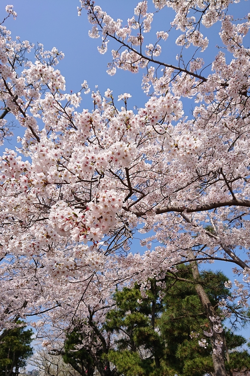 f:id:funaosarasa:20200404164645j:plain