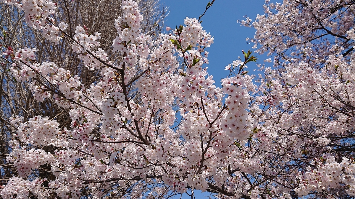 f:id:funaosarasa:20200409155456j:plain