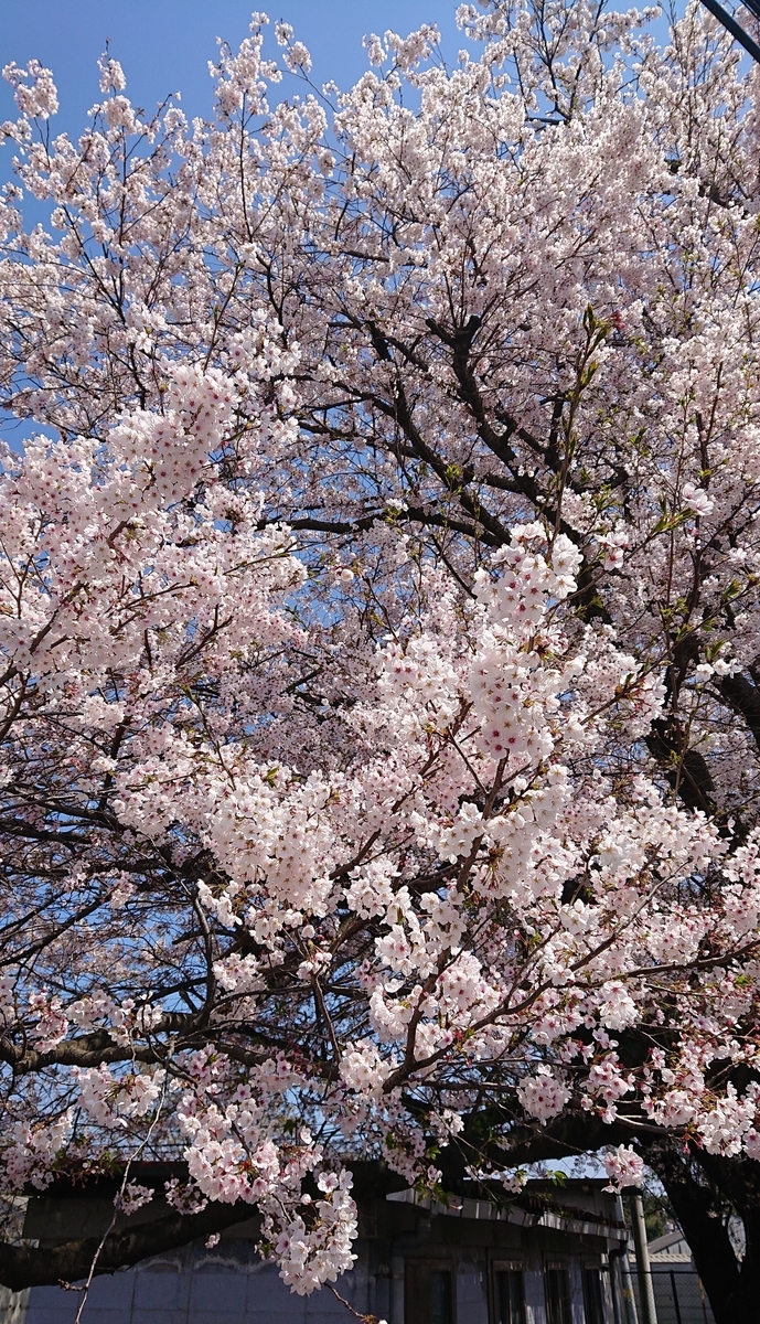 f:id:funaosarasa:20200409155629j:plain