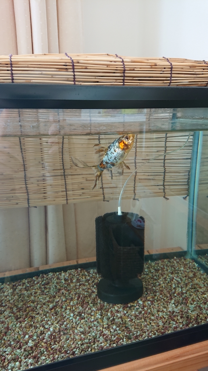 f:id:funaosarasa:20200425150624j:plain f:id:funaosarasa:20200425150624j:plain