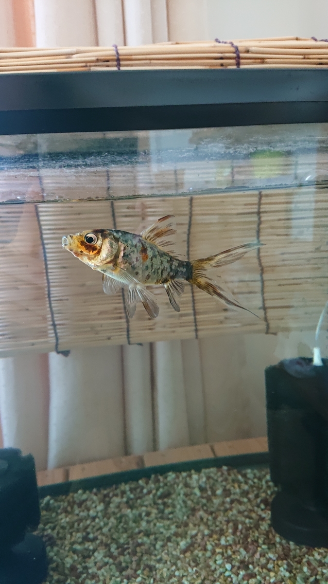 f:id:funaosarasa:20200425150720j:plain f:id:funaosarasa:20200425150720j:plain