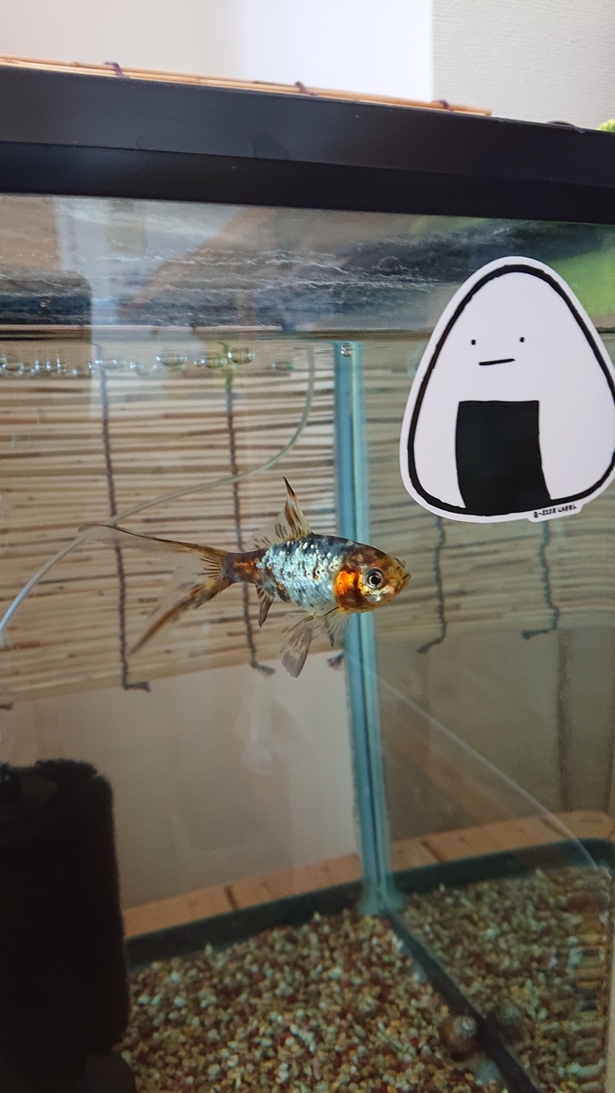 f:id:funaosarasa:20200425150810j:plain f:id:funaosarasa:20200425150810j:plain