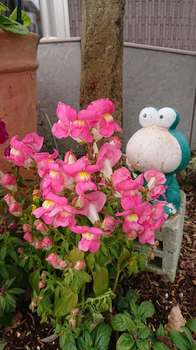 f:id:funaosarasa:20200426142032j:plain