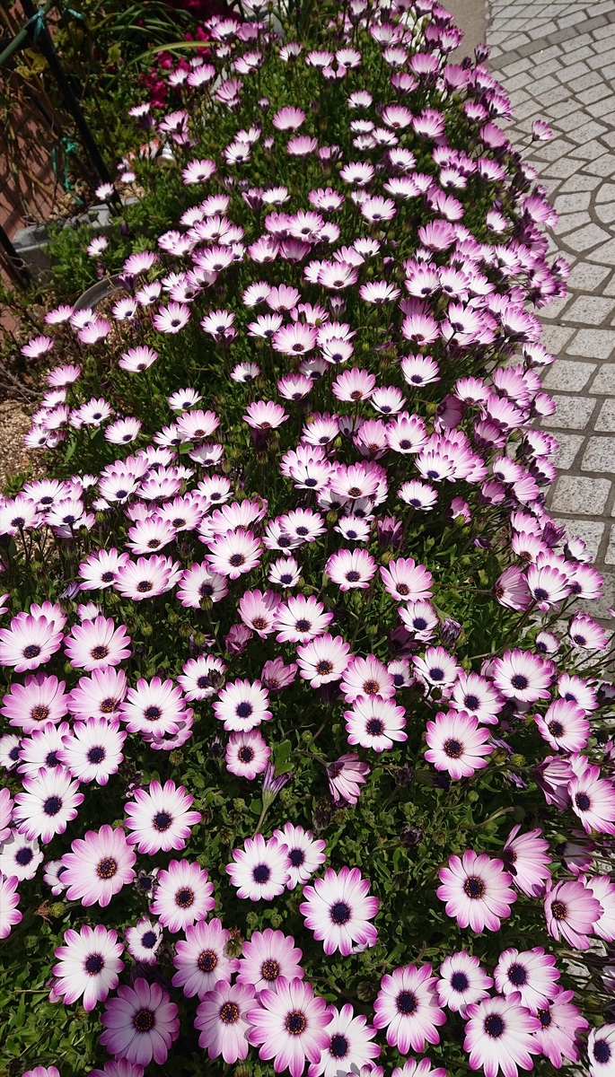 f:id:funaosarasa:20200430172028j:plain