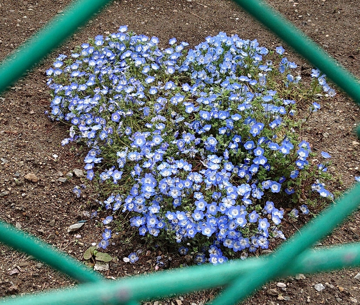 f:id:funaosarasa:20200501154411j:plain
