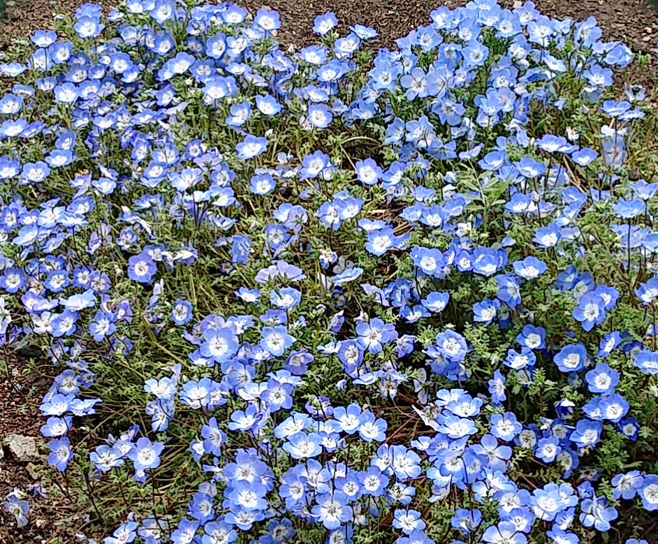 f:id:funaosarasa:20200501154458j:plain