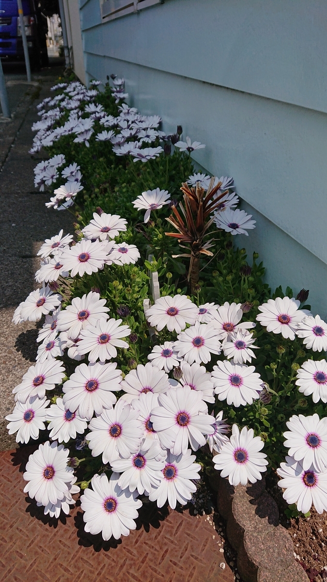 f:id:funaosarasa:20200503161925j:plain