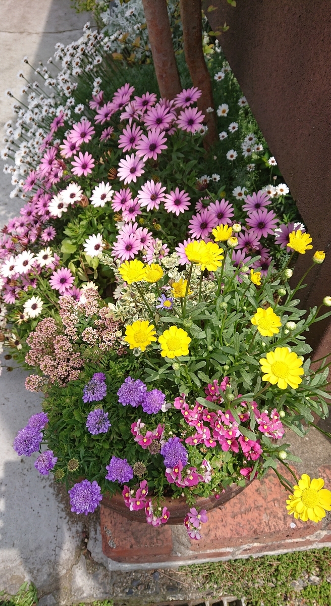 f:id:funaosarasa:20200504112045j:plain