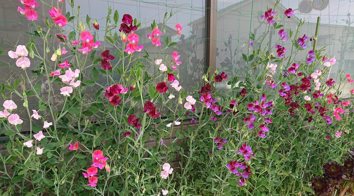 f:id:funaosarasa:20200505162142j:plain