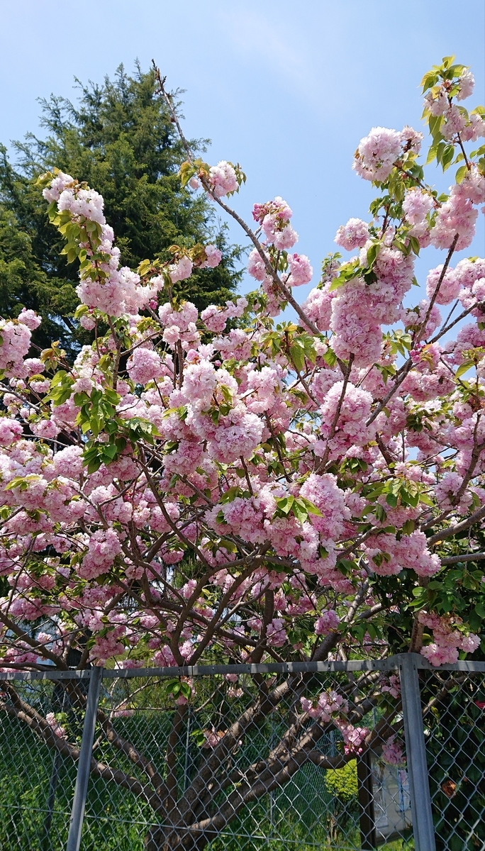f:id:funaosarasa:20200506171824j:plain