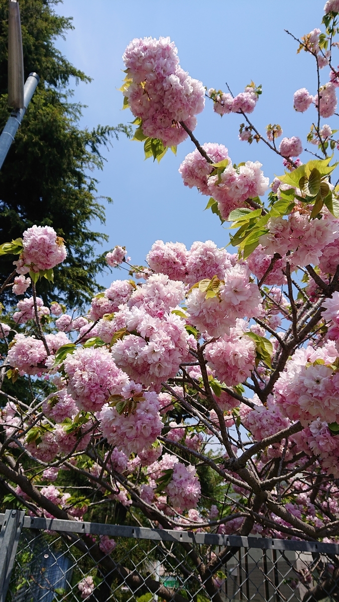 f:id:funaosarasa:20200506172010j:plain