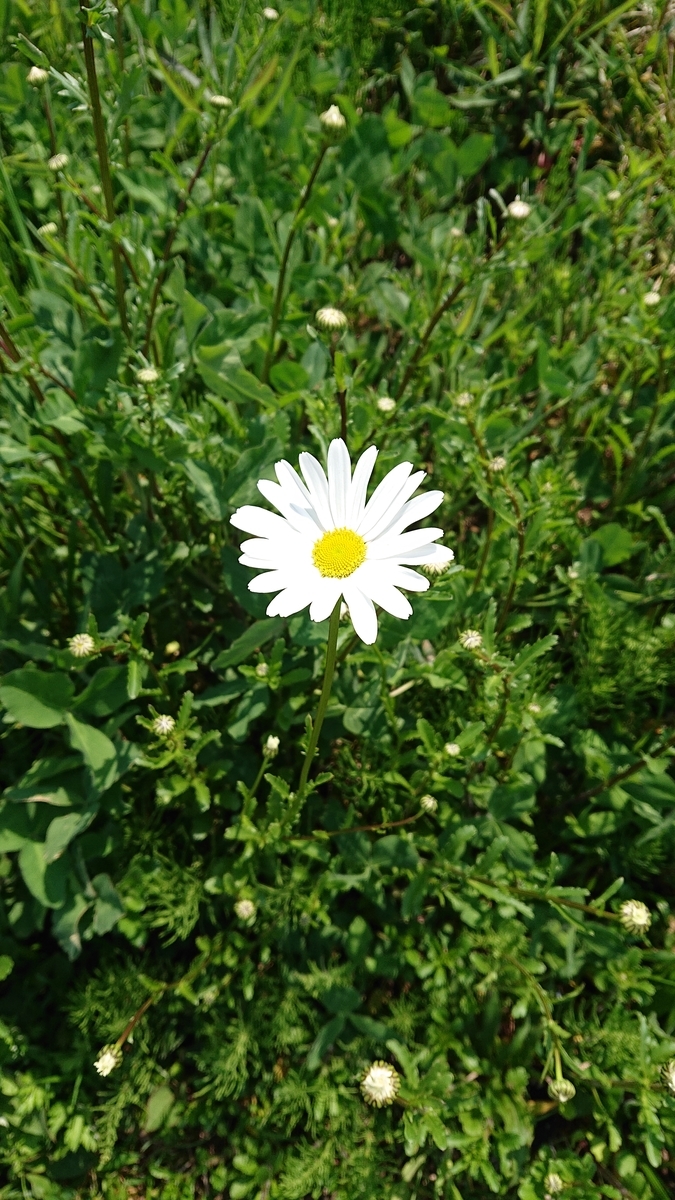 f:id:funaosarasa:20200506172246j:plain