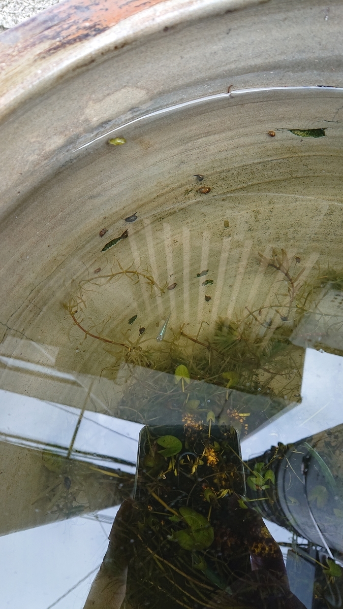 f:id:funaosarasa:20200506172426j:plain