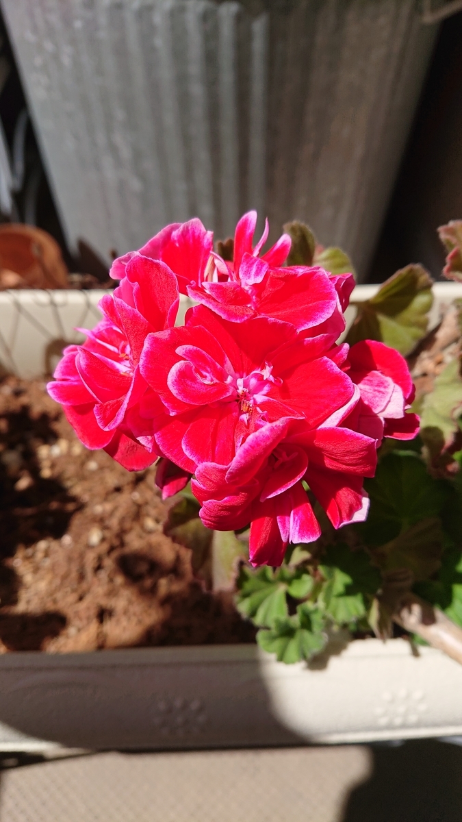 f:id:funaosarasa:20200507100311j:plain