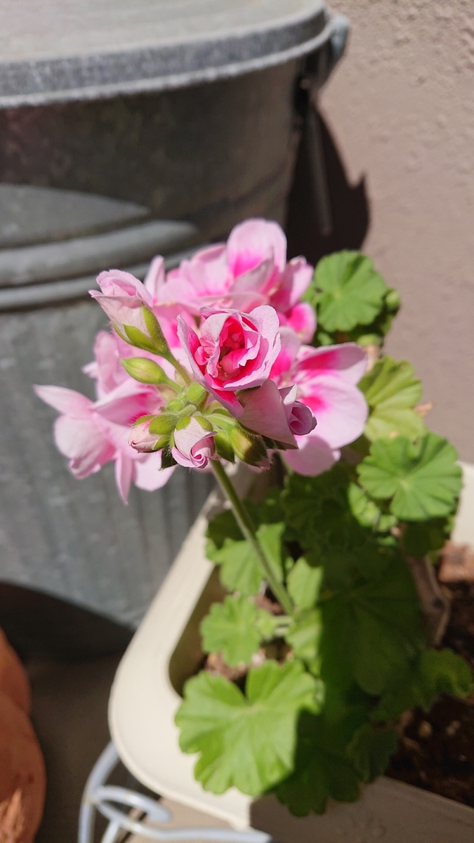 f:id:funaosarasa:20200507100413j:plain