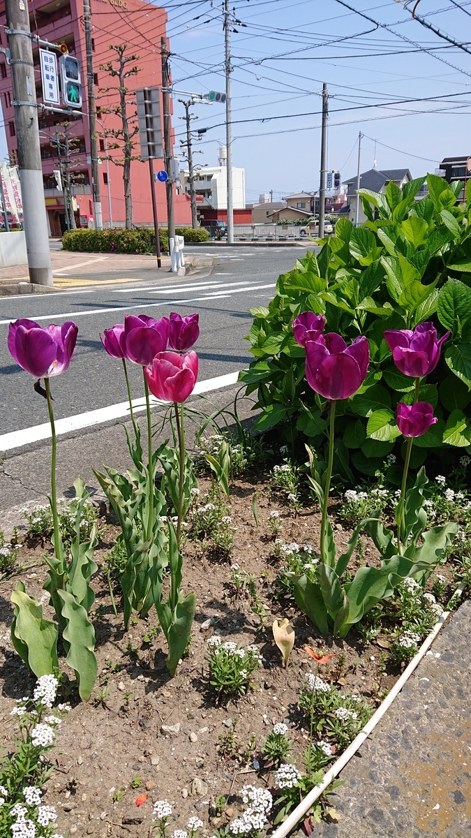 f:id:funaosarasa:20200507150046j:plain f:id:funaosarasa:20200507150046j:plain